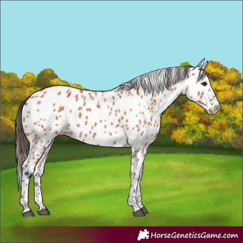 Horse Color:Bay Appaloosa 