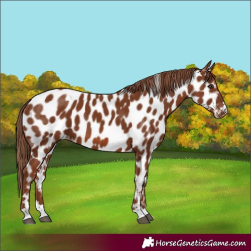 Horse Color:Chestnut Appaloosa