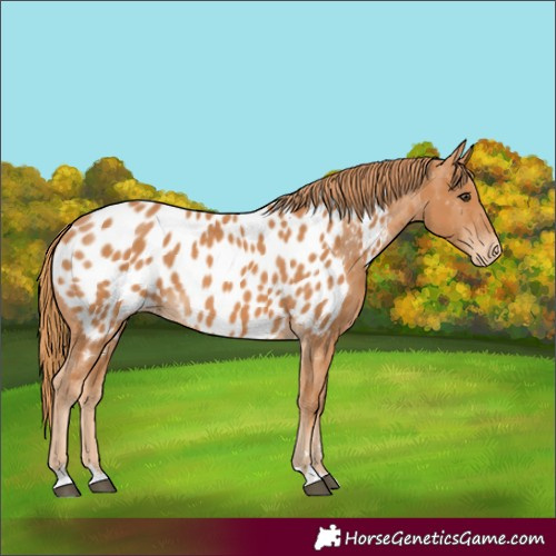 Horse Color:Chestnut Appaloosa 