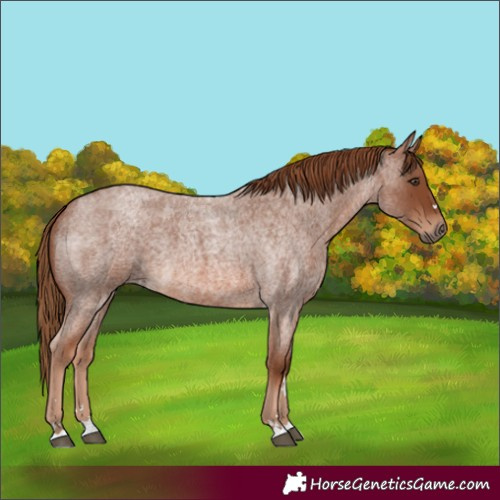 Horse Color:Red Roan 