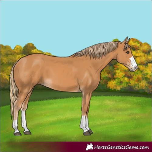 Horse Color:Chestnut 