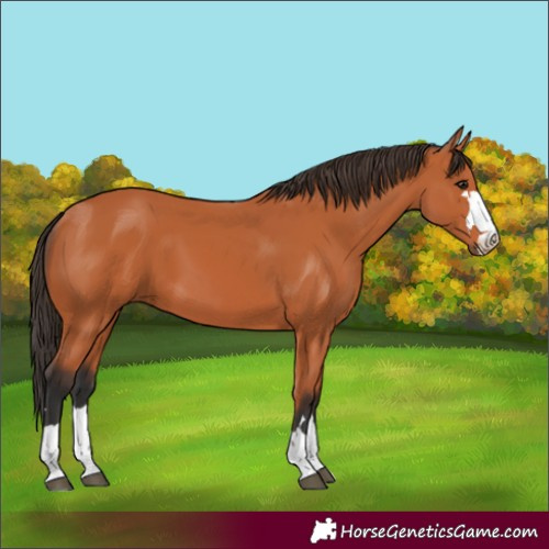 Horse Color:Bay 