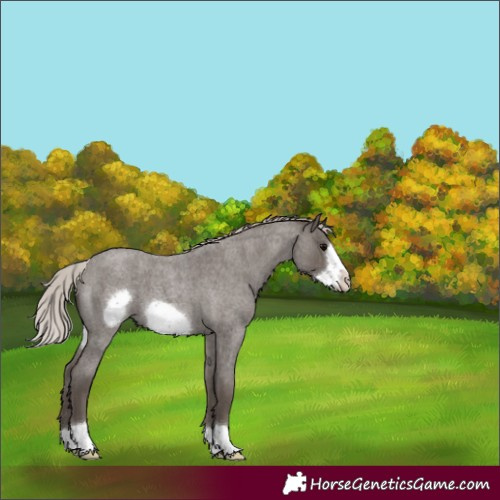 Horse Color:Silver Blue Roan Frame
