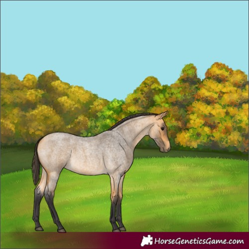 Horse Color:Buckskin Roan 