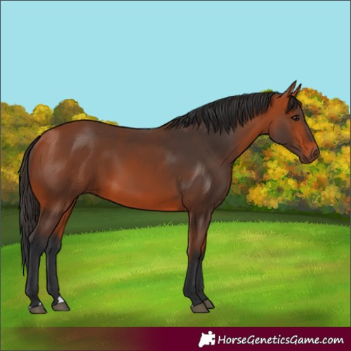 Horse Color:Bay 