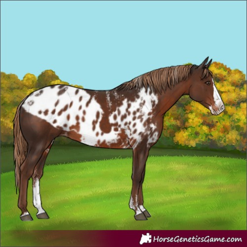 Horse Color:Powder White Liver Chestnut Splash Skewed Appaloosa 