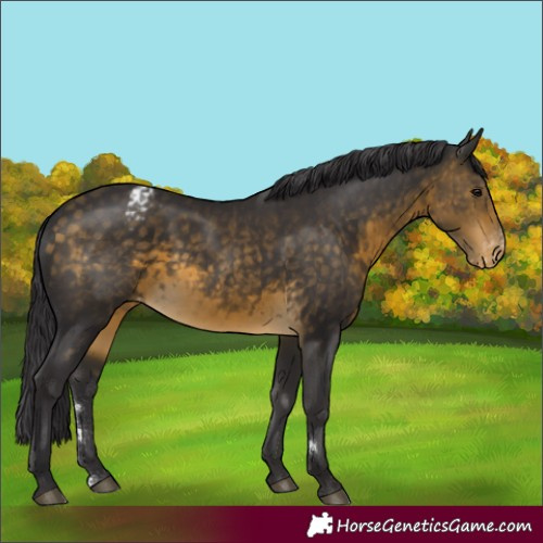 Horse Color:Buckskin Appaloosa 
