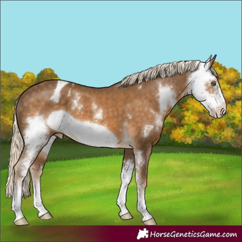 Horse Color:Chocolate Palomino Sabino Frame Appaloosa 
