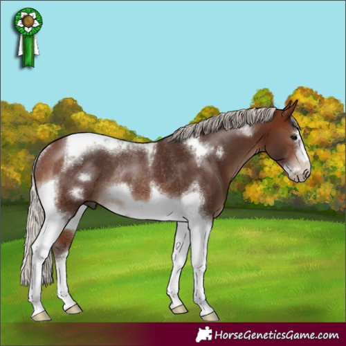 Horse Color:Silver Brown Tobiano Frame Rabicano 