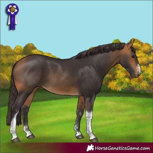 Horse Color:Buckskin Sabino Tobiano 