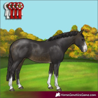 Horse Color:Buckskin Sabino Tobiano