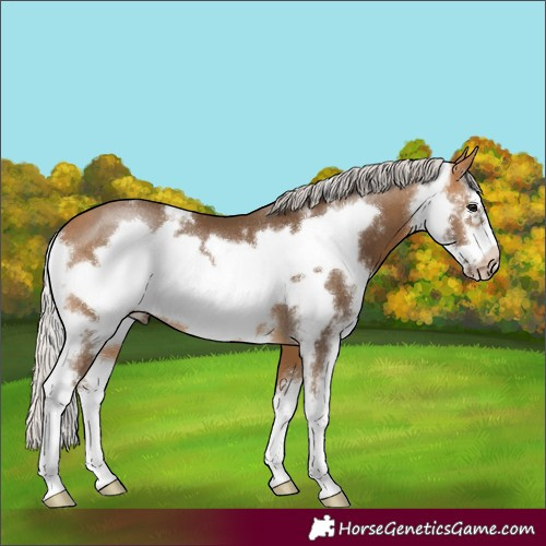 Horse Color:Silver Buckskin Sabino Frame 
