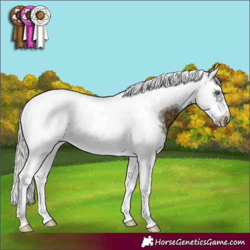 Horse Color:Silver Buckskin Sabino Splash Tobiano Frame 