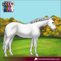 Horse Color:Silver Buckskin Sabino Splash Tobiano Frame