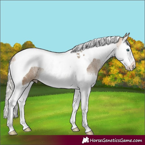 Horse Color:Silver Buckskin Sabino Splash Tobiano 