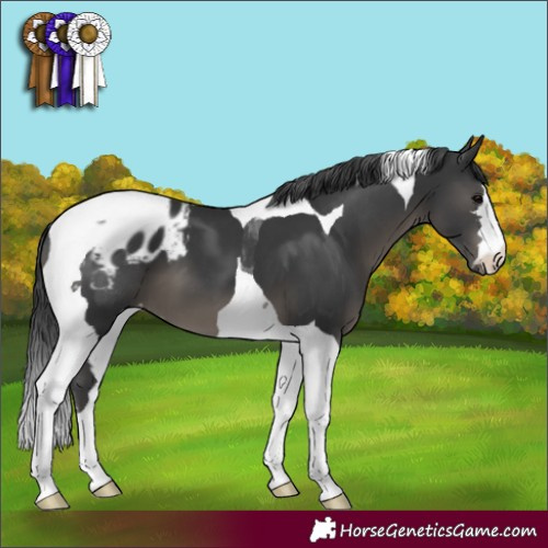 Horse Color:Black Tobiano Appaloosa