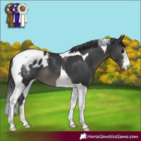 Horse Color:Black Tobiano Blanket