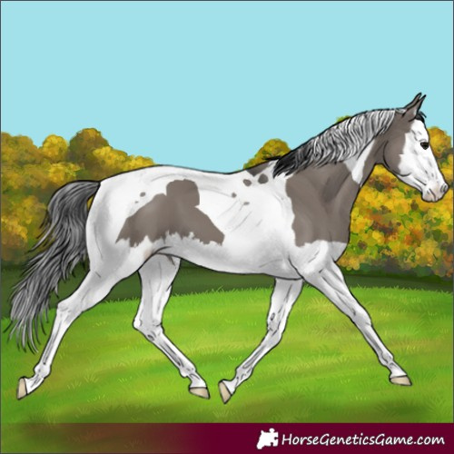 Horse Color:Grullo Splash Tobiano 