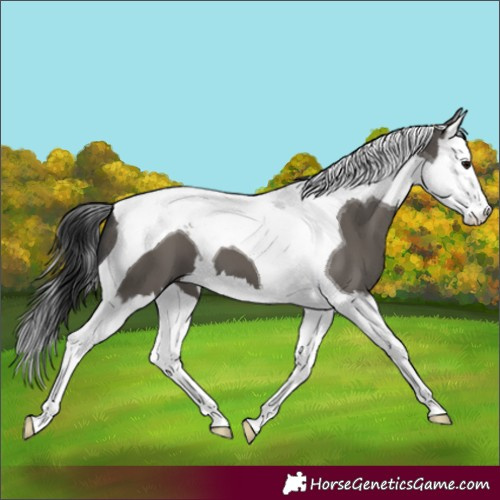 Horse Color:Grullo Splash Tobiano 