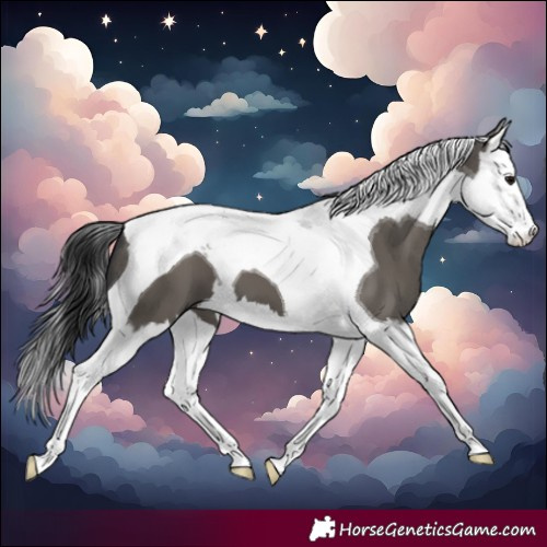 Horse Color:Grullo Splash Tobiano