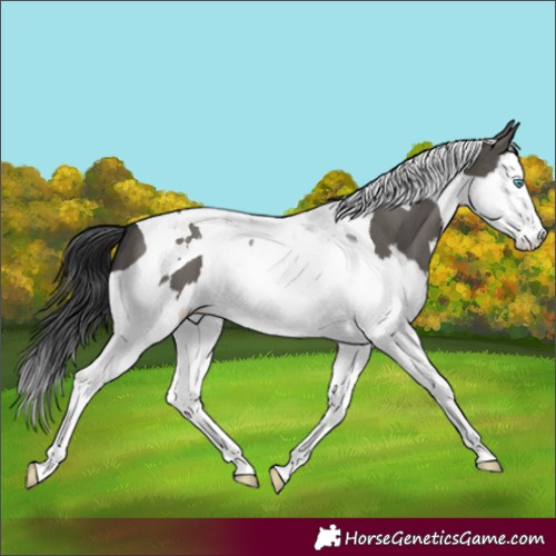 Horse Color:Grullo Splash Tobiano