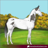 Horse Color:Grullo Splash Tobiano 