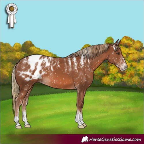 Horse Color:Powder White Chestnut Appaloosa 
