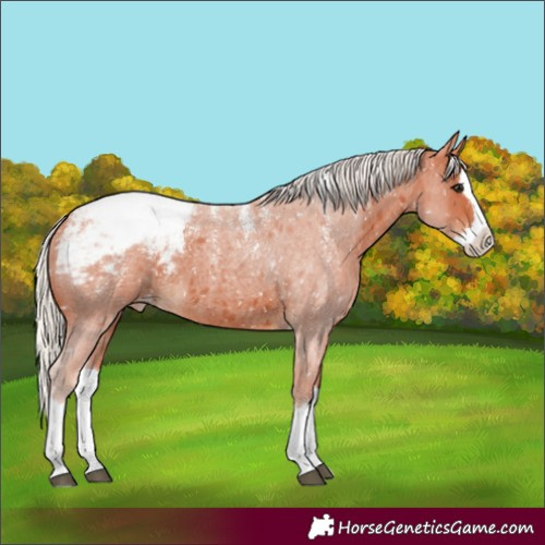 Horse Color:Powder White Silver Bay Roan Splash Appaloosa 