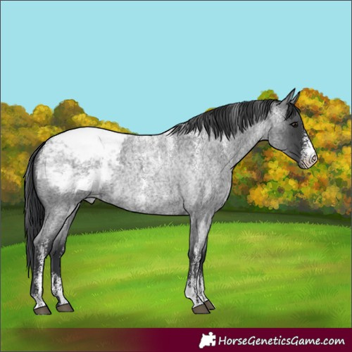 Horse Color:Powder White Blue Roan Appaloosa 