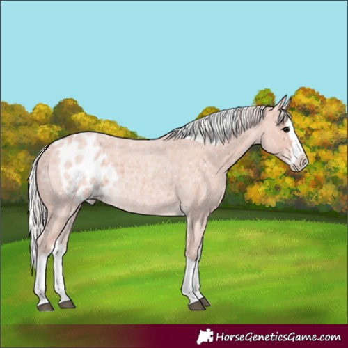 Horse Color:Silver Blue Roan Splash Skewed Appaloosa 