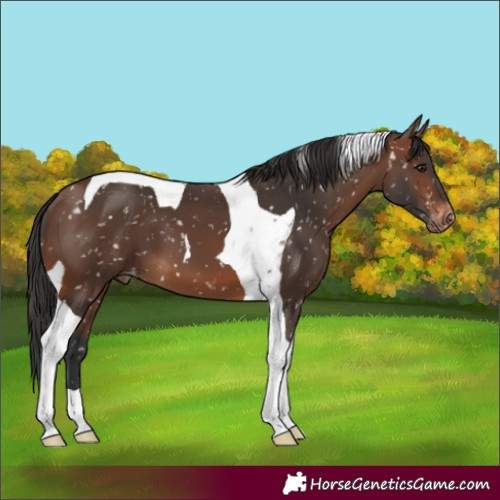 Horse Color:Brown Tobiano Appaloosa