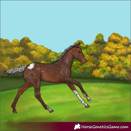 Horse Color:Silver Brown Tobiano Appaloosa 