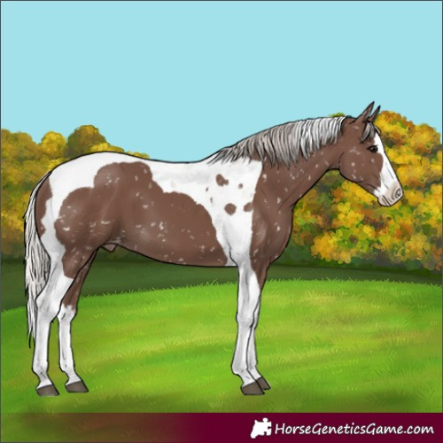 Horse Color:Silver Black Splash Tobiano Skewed Appaloosa 