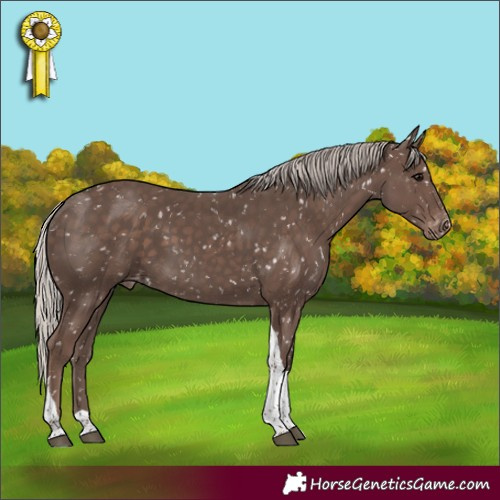 Horse Color:Silver Black Tobiano Appaloosa 