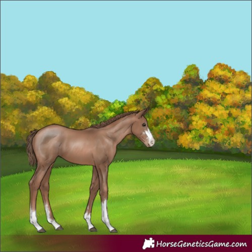 Horse Color:Black Pearl 