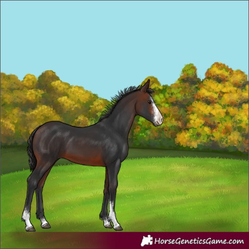 Horse Color:Brown Sabino 