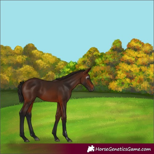 Horse Color:Gray Bay 