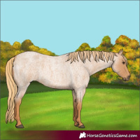Horse Color:Red Roan 