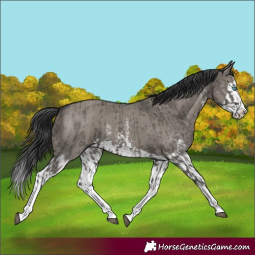 Horse Color:Grullo Sabino Splash  and Grullo Sabino Splash 