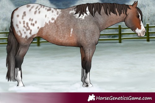 Horse Color:Bay Roan Splash Appaloosa 