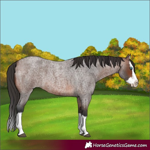 Horse Color:Brown Roan Splash