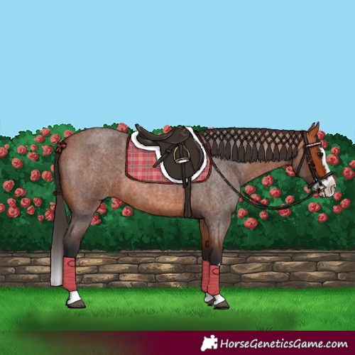 Horse Color:Bay Roan Splash