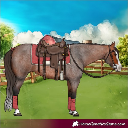 Horse Color:Bay Roan Splash 