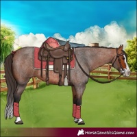 Horse Color:Bay Roan Splash