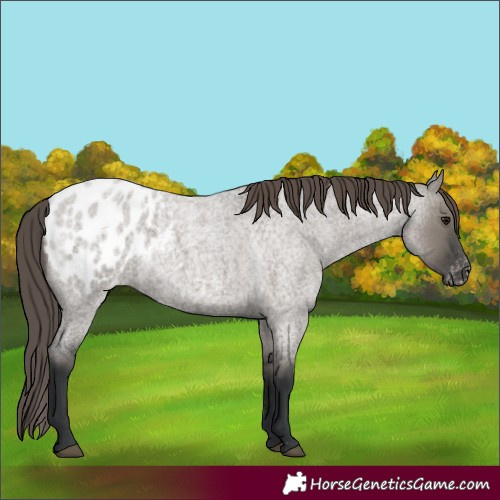 Horse Color:Grullo Roan Blanket 