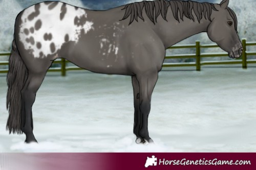 Horse Color:Grullo Blanket 