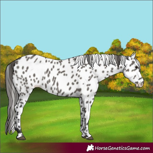 Horse Color:Grullo Leopard 