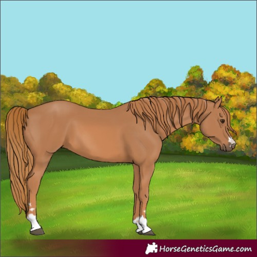 Horse Color:Chestnut 