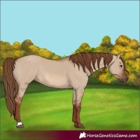 Horse Color:Red Dun