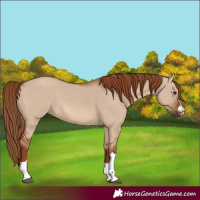 Horse Color:Red Dun 